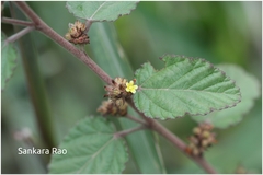 Waltheria indica